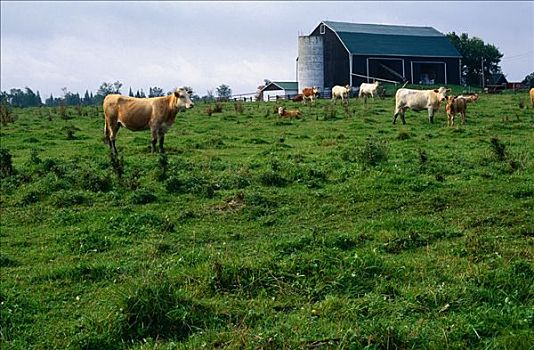 牛,农场,安大略省,加拿大