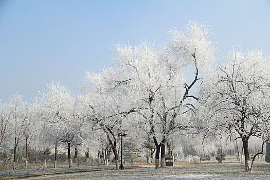 冰花,极寒,雾凇,冰结