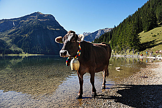 母牛,牛铃,赶牛,湖,高,山谷,提洛尔,奥地利,欧洲