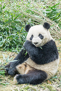 春天里中国四川成都大熊猫特写