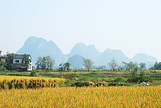 桂林美丽的田园风光