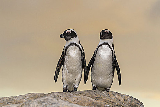 两个,景象,企鹅,黑脚企鹅,一对,站立,石头,西海角,省,南非,非洲