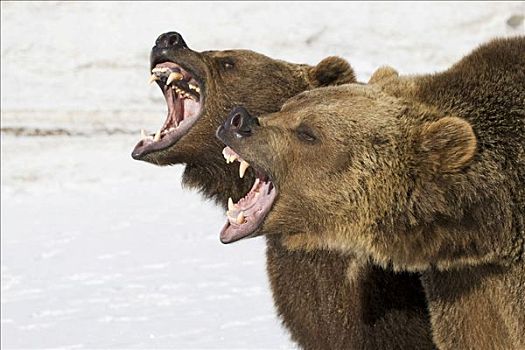 大灰熊,棕熊,嘴,撕破,蒙大拿,美国
