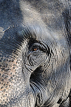印度,甘哈国家公园,家养,大象