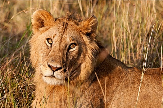 雄性,非洲狮,麦赛-玛拉国家公园,肯尼亚