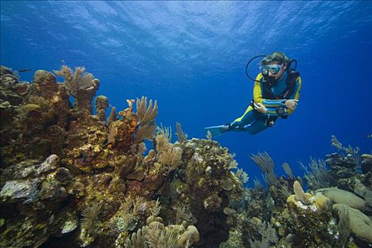 潜水者,看,珊瑚礁,加勒比海,洪都拉斯,中美洲