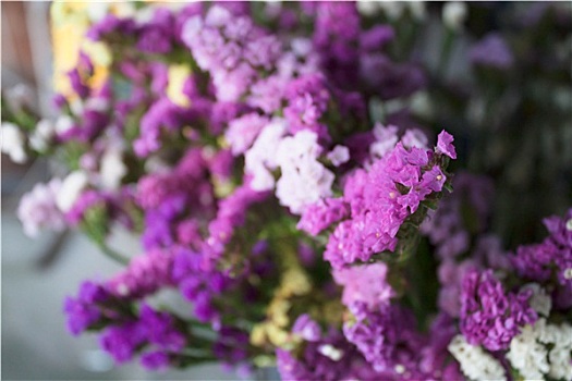 关注,清新,紫色,匙叶草属植物,花