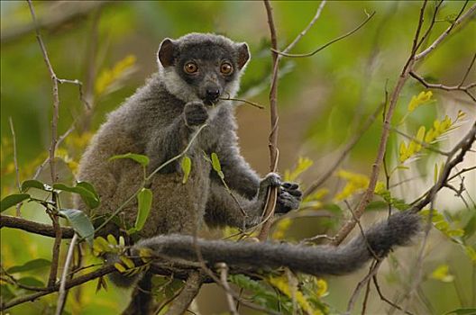 獴美狐猴,雌性,叶子,脆弱,西部,落叶林,自然保护区,马达加斯加