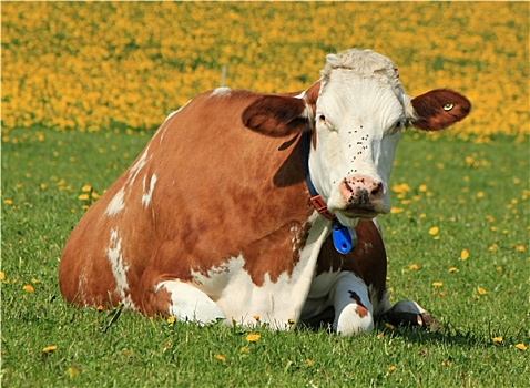 母牛,弗里堡,瑞士,休息
