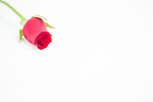 浪漫,粉红玫瑰
