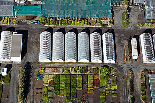 植物培育,奥克兰,北岛,新西兰