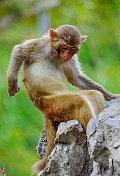 浅绿色背景前弯腰侧身挠痒的金色猕猴,痒,好痒吖