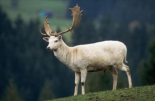 白色,扁角鹿,公鹿,黇鹿,哺乳动物,巴伐利亚,德国,欧洲,动物