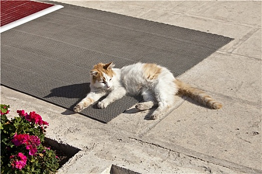 猫,伊斯坦布尔