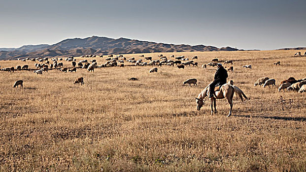 男人,牧羊人,骑马,羊群,山,草原,风景,靠近,阿拉木图,哈萨克斯坦,亚洲