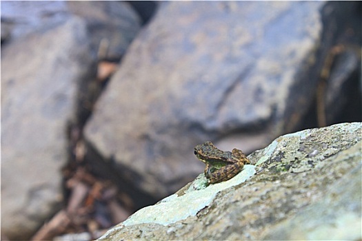 青蛙,湿,石头