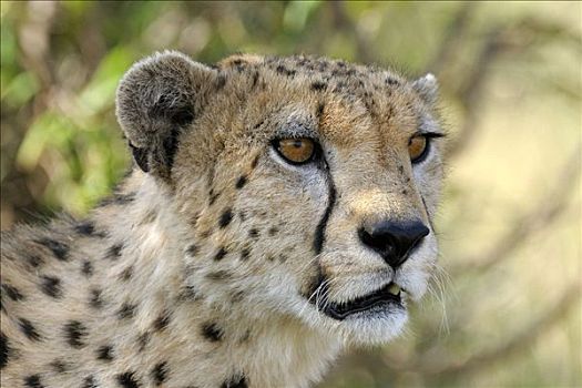 印度豹,猎豹,肖像,马赛马拉,国家公园,肯尼亚,东非