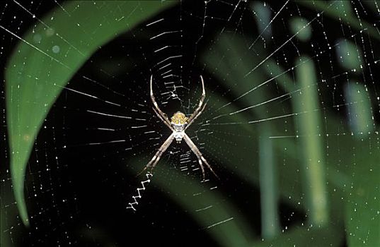 蜘蛛,哥斯达黎加