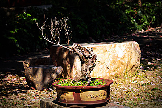 盆景,盆栽,盆景艺术,中国园林,园艺