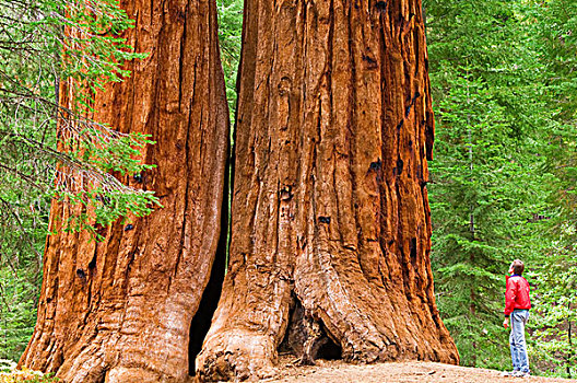 巨杉,远足者,小路,国家纪念建筑,加利福尼亚