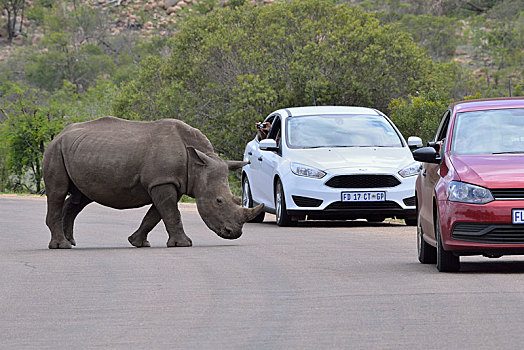 白犀牛,成年,雄性,穿过,公路,两个,旅游,交通工具,克鲁格国家公园,南非,非洲