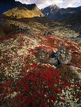 秋天,彩色,高山,苔原,三角形,顶峰,楚加奇州立公园,阿拉斯加