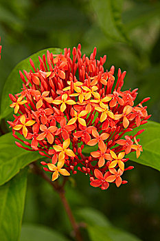 热带花卉,珊瑚海岸,维提岛,斐济,南太平洋