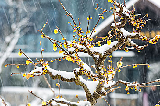 腊梅花傲雪开放