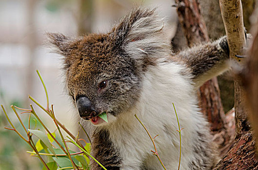澳大利亚,佩思,国家公园,树袋熊,树,有袋动物,本土动植物