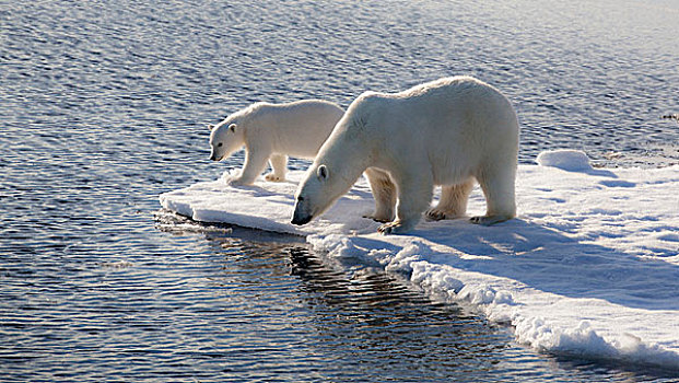 斯瓦尔巴特群岛,母子,北极熊