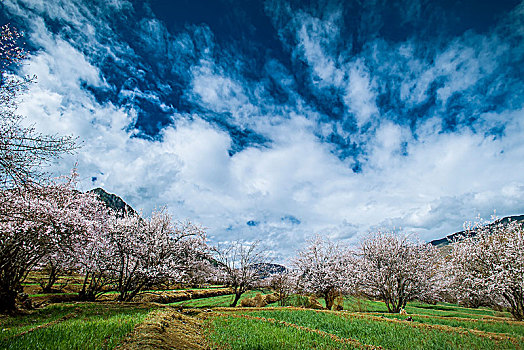 高原桃花