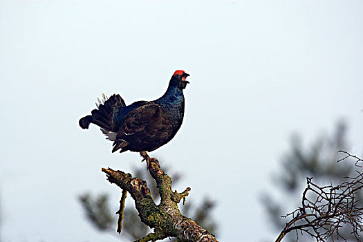 黑琴鸡,上艾瑟尔省,荷兰