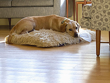 狗,休息,客厅,地面