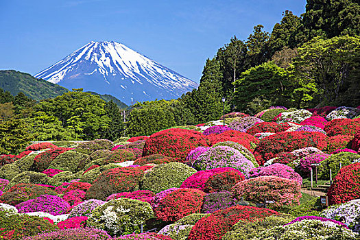 山,富士山,盛开,花园,杜鹃花,箱根,神奈川,日本