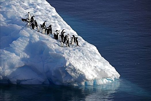 南极半岛,南极海峡,冰山,小路,阿德利企鹅,法国,探索者,妻子,休息,风化,小