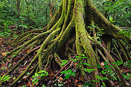 根部,普通,特征,树,湿,树林,国家公园,马来西亚
