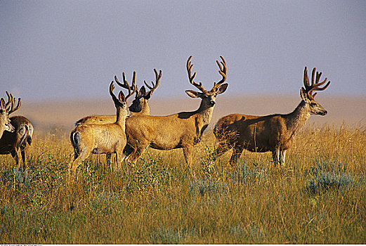 鹿,公鹿,荒地国家公园,南达科他,美国