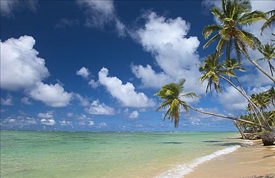 夏威夷,棕榈树,海滩,天空,青绿色,海洋