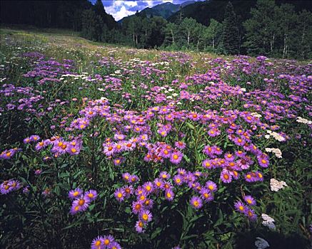 雏菊,圣胡安,国家森林,科罗拉多
