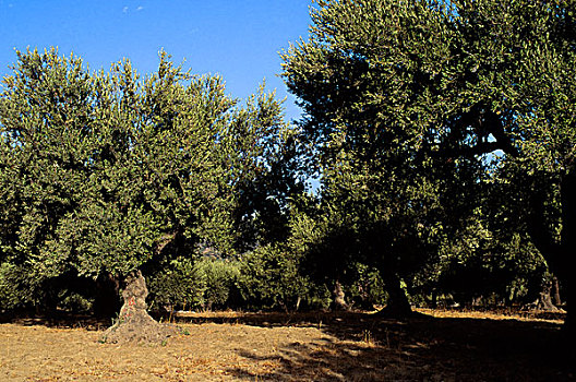 希腊,克里特岛,靠近,橄榄树,种植园