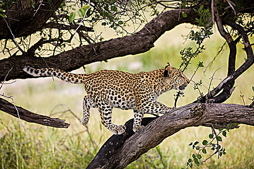 豹,4个月,老,幼兽,跳跃,枝头,纳米比亚
