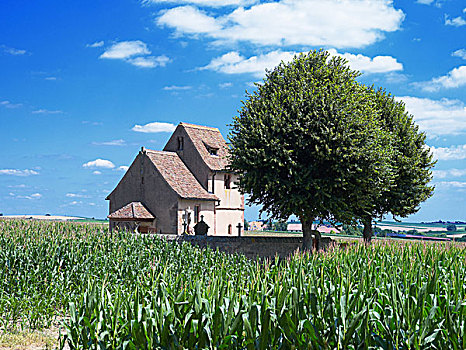 中世纪,小教堂,12世纪,玉米田,树,阿尔萨斯,法国