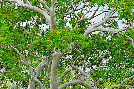 树顶,昆士兰,澳大利亚