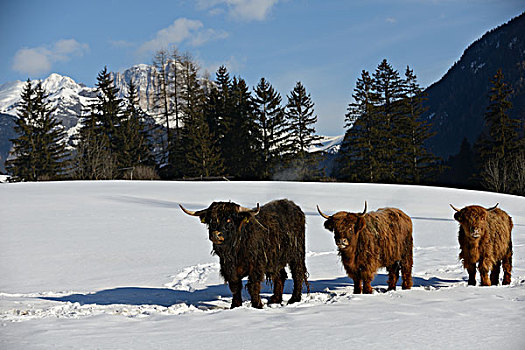 自然,场景,母牛,动物,冬天,雪,山景,背景