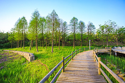 慈溪,九塘公园,绿化,木桥,自然,阳光,树木,绿色
