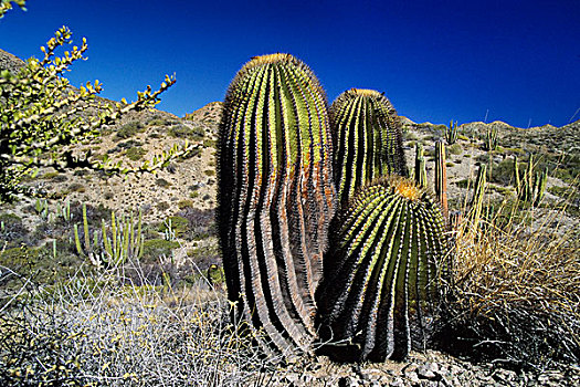 圆桶掌,北下加利福尼亚州,墨西哥,北美