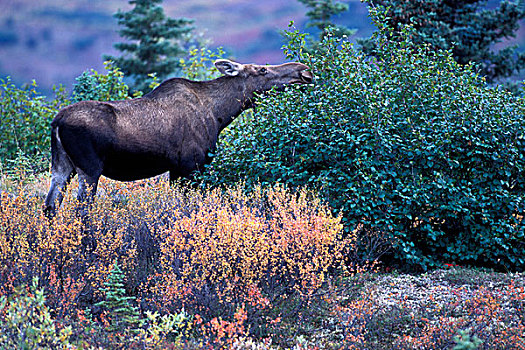 美国,阿拉斯加,德纳里峰国家公园,驼鹿,母牛,秋色,苔原,靠近,旺湖,早,秋天