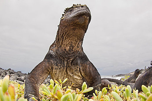 加拉帕戈斯群岛,海鬣蜥