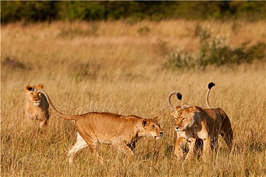 非洲,雌狮,麦赛-玛拉国家公园,肯尼亚