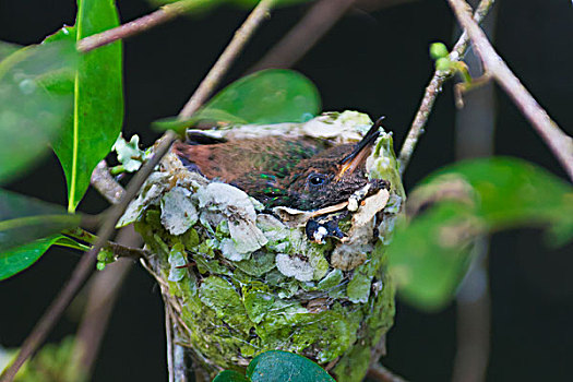 蜂鸟,鸟窝,树林,鲣,国家公园,洪都拉斯